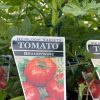 Tomato Brandy Wine 100mm