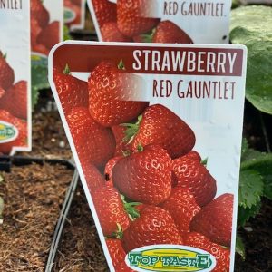 STRAWBERRY RED GAUNTLET 100MM