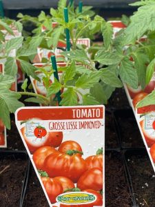 TOMATO GROSSE LISSE IMPROVED | The Garden Feast