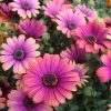 OSTEOSPERMUM COPPER AMETHYST 140MM - Image 2