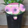 OSTEOSPERMUM COPPER AMETHYST 140MM - Image 4