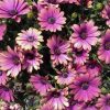 OSTEOSPERMUM COPPER AMETHYST 140MM - Image 3