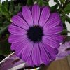 Osteospermum Blue 140mm - Image 2