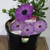 Osteospermum Blue 140mm