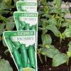 CUCUMBER BEBE LEBANESE PUNNET
