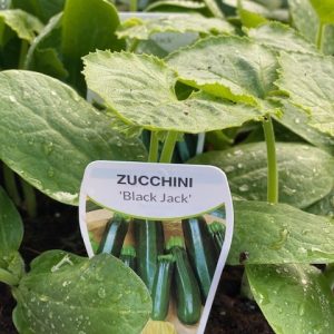 ZUCCHINI BLACK JACK PUNNET
