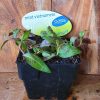 MINT VIETNAMESE 100MM OASIS - Image 2