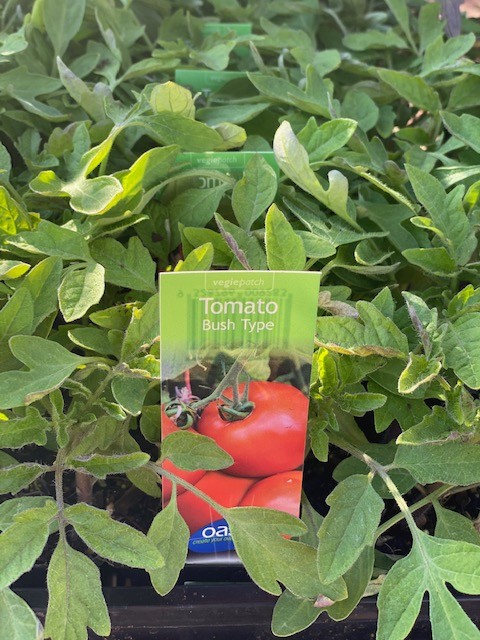 TOMATO BUSH TYPE | The Garden Feast