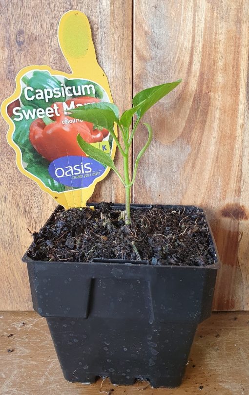 CAPSICUM SWEET STUFF 100MM