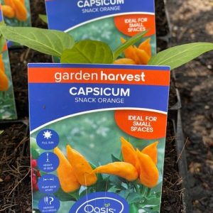 CAPSICUM SNACK ORANGE 100MM