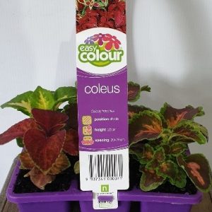 Easy Colour Coleus