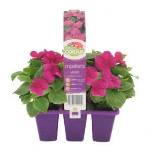 EASY COLOUR IMPATIENS VIOLET