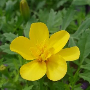 EASY COLOUR MARIGOLD FRENCH YELLOW