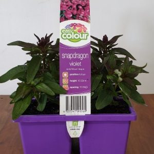 EASY COLOUR SNAPDRAGON VIOLET