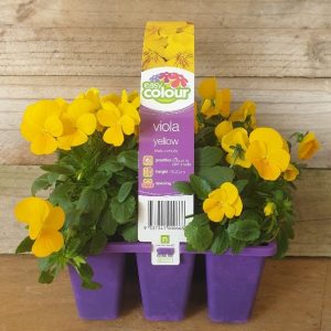 EASY COLOUR VIOLA YELLOW