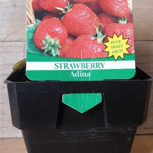 STRAWBERRY ADINA 100MM