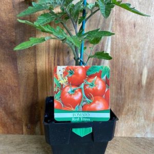 TOMATO Red Truss 100MM