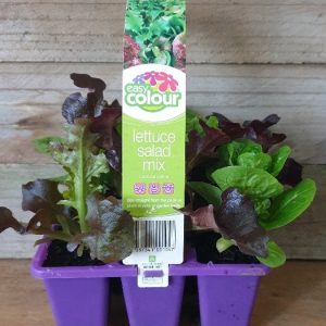 EASY COLOUR LETTUCE SALAD MIX