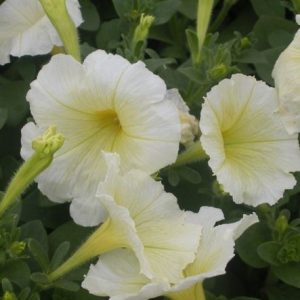 Easy Colour Petunia Yellow