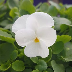 EASY COLOUR VIOLA PURE WHITE