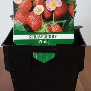 STRAWBERRY PINK 100MM