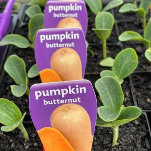 Pumpkin Butternut Punnet