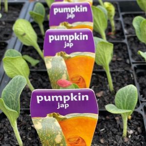 Pumpkin Jap Punnet