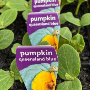 Pumpkin QLD Blue