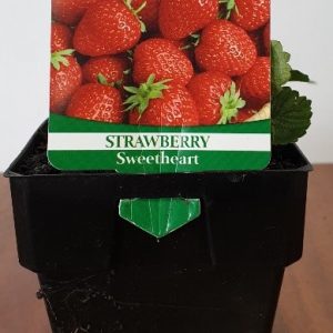 STRAWBERRY SWEETHEART 100MM
