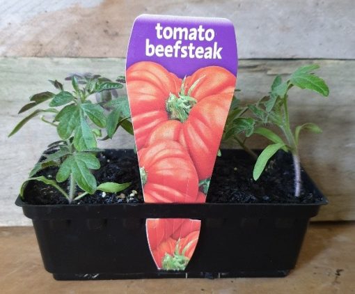 TOMATO BEEFSTEAK PUNNET