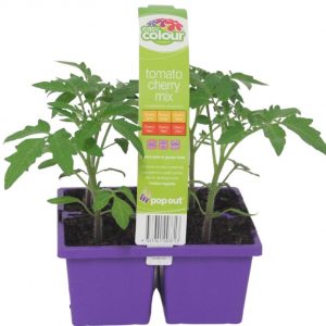 Easy Colour Tomato Cherry Mix