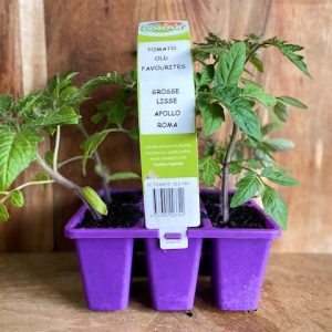 EASY SIX TOMATO OLD FAVOURITES