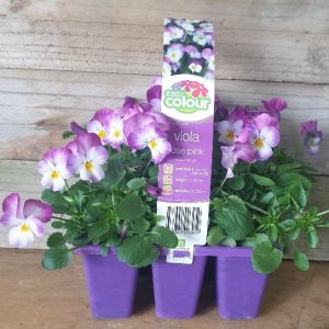 EASY COLOUR VIOLA ROSE PINK