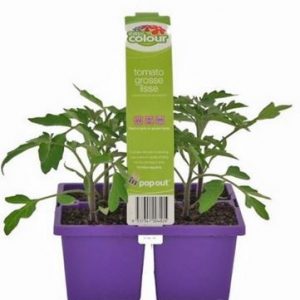EASY Colour TOMATO GROSSE LISSE 4 CELL