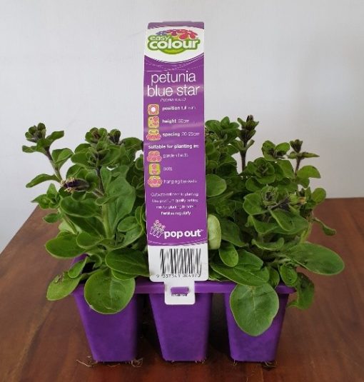 EASY COLOUR PETUNIA BLUE STAR - Image 2