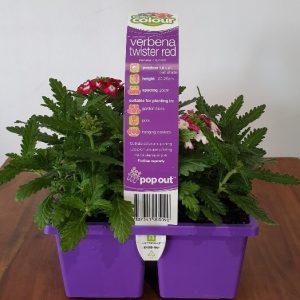EASY COLOUR VERBENA TWISTER RED