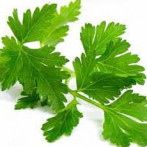 Parsley Italian 100mm