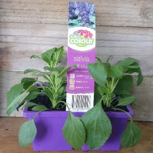 EASY COLOUR SALVIA TALL BLUE 4 CELL