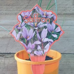 SAFFRON CROCUS 100MM