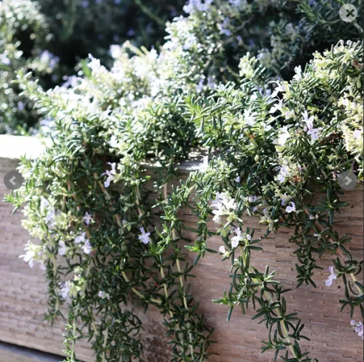 Rosemary Santa Barbara 170mm