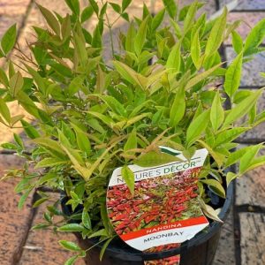 NANDINA MOONBAY 140MM