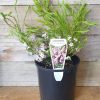 COLEONEMA COMPACTUM DWARF PINK DIOSMA 14 - Image 3