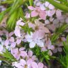 COLEONEMA COMPACTUM DWARF PINK DIOSMA 14 - Image 4