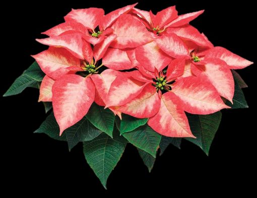 POINSETTIA ICE CRYSTAL 140MM