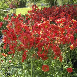 Geum JAZZY Scarlet Tempest 150mm