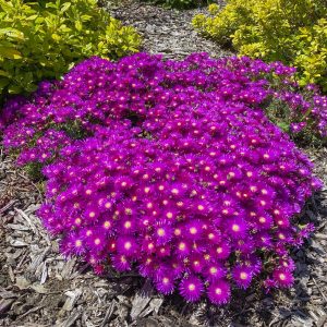 Lampranthus Purple Explosion 150mm