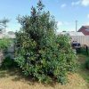 MACADAMIA BEAUMONT 175MM