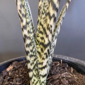 ALOCASIA ZEBRINA 180MM