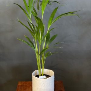 DYPSIS LUTESCENS GOLDEN CANE PALM 140MM