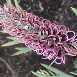 GREVILLEA DOROTHY GORDON 140mm